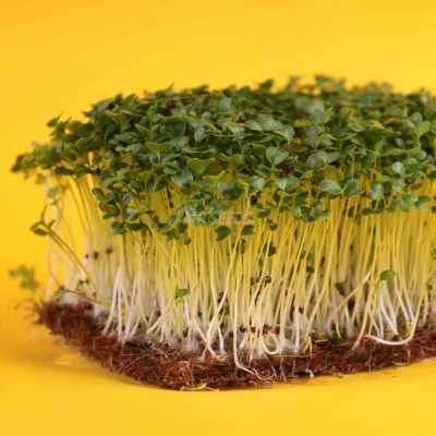 Κινέζικη μουστάρδα microgreens καλλιεργημένα από MP Seeds σπόρους.