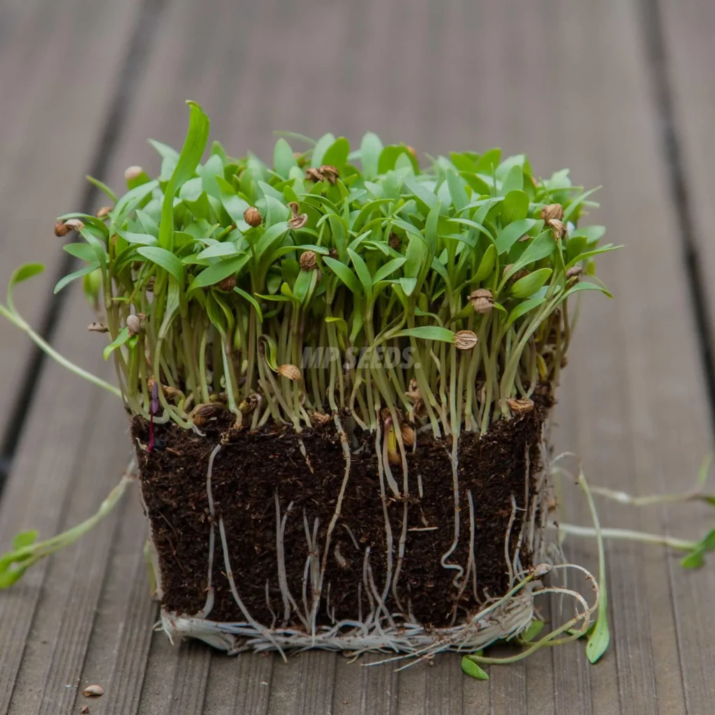 Κόλιανδρος, Διαιρεμένοι Σπόροι microgreens καλλιεργημένα από MP Seeds σπόρους - πλαϊνή όψη