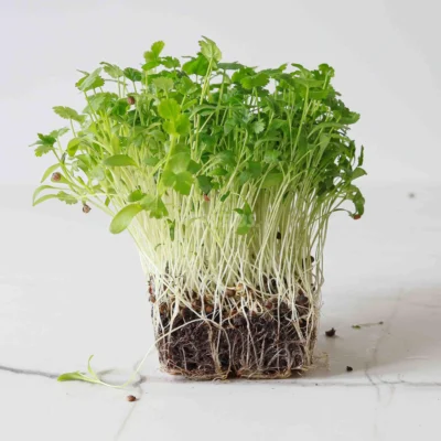 Βιολογικός κόλιανδρος microgreens, καλλιεργημένα από MP Seeds σπόρους.