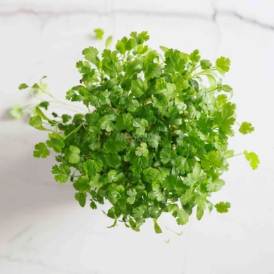 Κόλιανδρος microgreens σπόροι