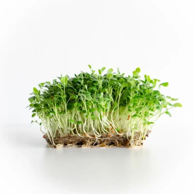 Microgreens τριφυλλιού καλλιεργημένα από σπόρους MP SEEDS.