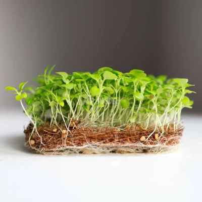 Βαλεριάνα microgreens καλλιεργημένα από MP Seeds σπόρους.