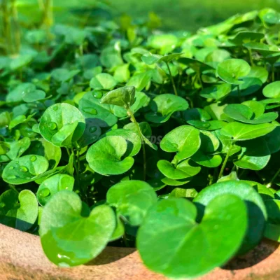 Dichondra φύλλα