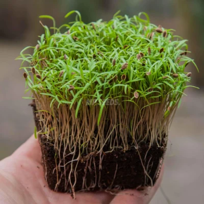 Άνηθος, Dakota microgreens της MP Seeds έτοιμα για χρήση