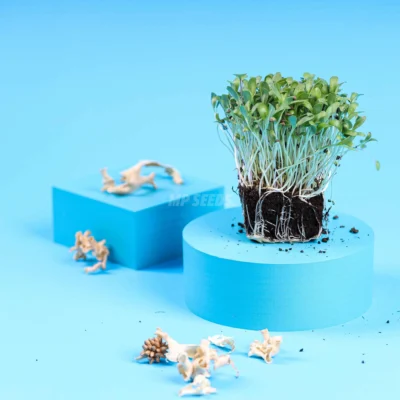 Τριγωνέλλα microgreens