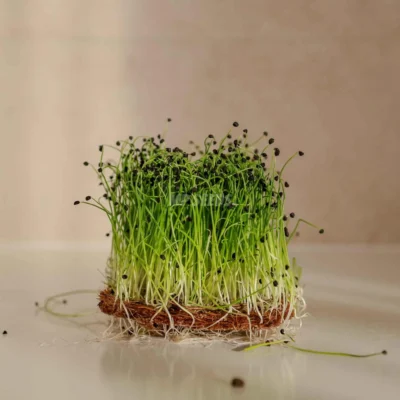 Κινέζικο Σχοινόπρασο microgreens καλλιεργημένα από MP Seeds σπόρους - πλαϊνή λήψη.