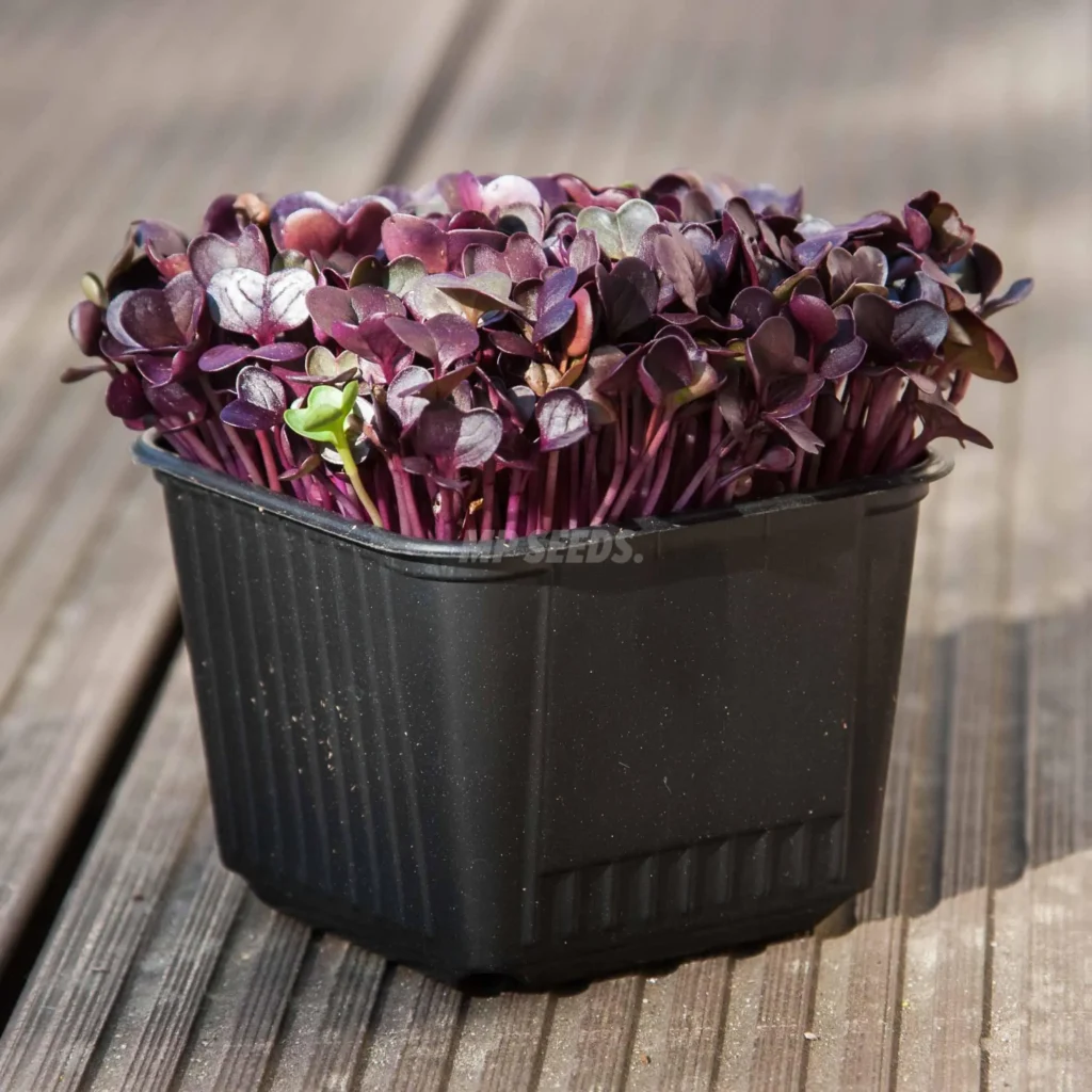 Maceta profesional de autorriego 8x8 cm con microgreens