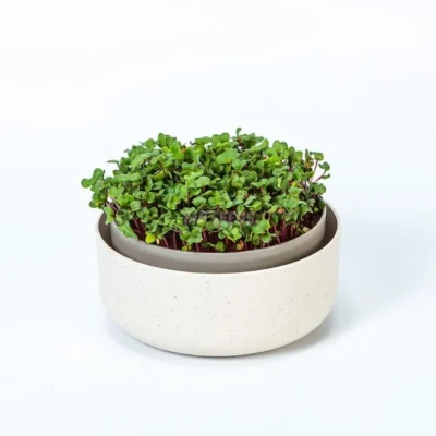 Microgreens γλάστρα καλλιέργειας