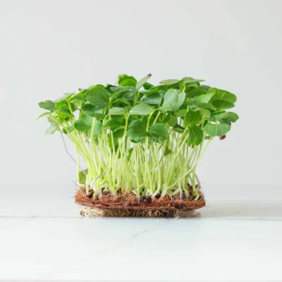 Ιβίσκος, microgreens καλλιεργημένα από τους δικούς μας σπόρους