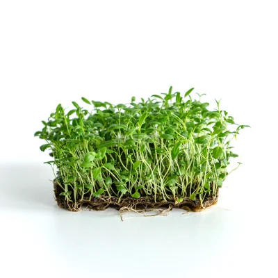 Hyssop microgreens grown from MP SEEDS seeds.