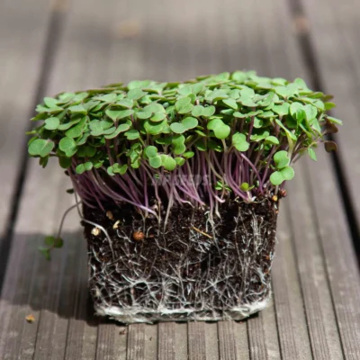 BIO Kale Λαχανίδα microgreens