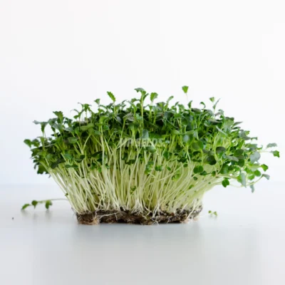 Λαχανίδα (Kale) 'Tuscan Black' microgreens καλλιεργημένα από MP SEEDS σπόρους.