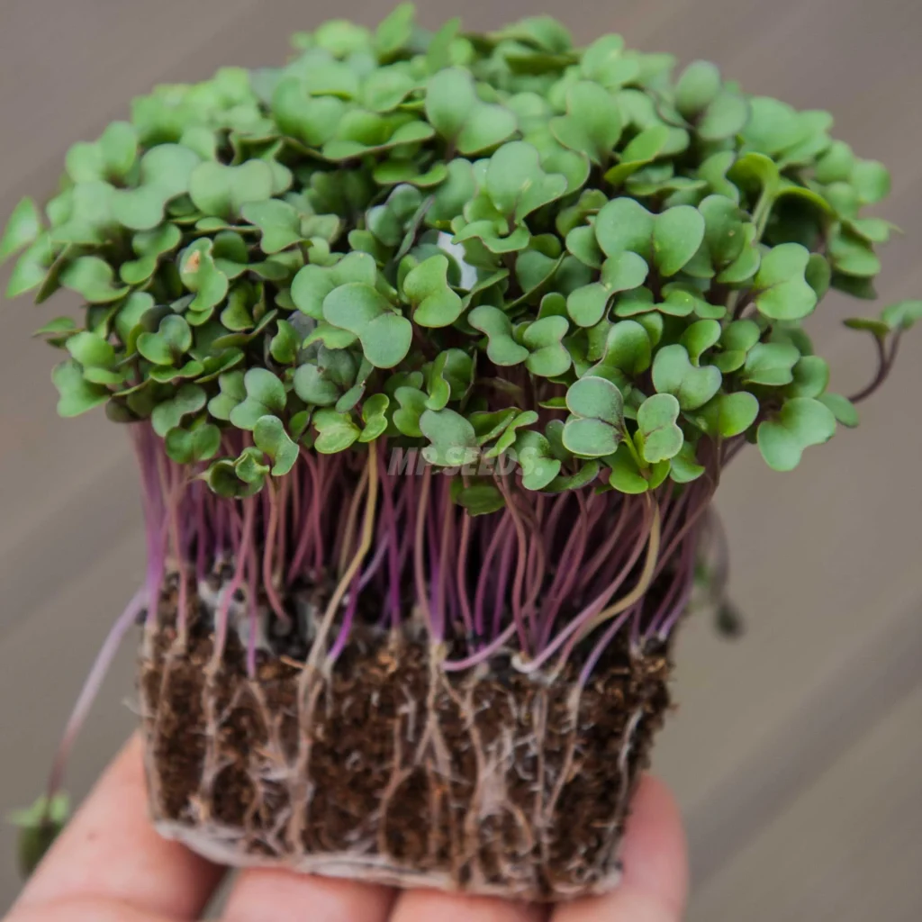Κόκκινο Γογγύλι microgreens