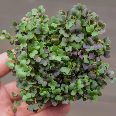 Microgreens Bio Komatsuna Κόκκινη microgreens καλλιεργημένα από σπόρους της MP Seeds.