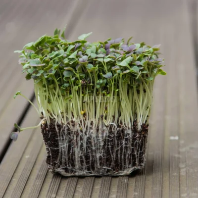 Microgreens Bio Komatsuna Κόκκινη microgreens καλλιεργημένα από σπόρους της MP Seeds.