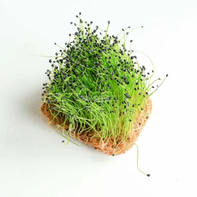 Πράσο, microgreens καλλιεργημένα από MP Seeds σπόρους - λήψη από πάνω