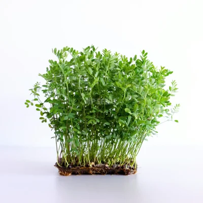 Microgreens κόκκινης φακής καλλιεργημένα από σπόρους MP SEEDS