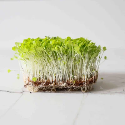 Microgreens από Τραγανό Μαρούλι καλλιεργημένα από τους δικούς μας σπόρους