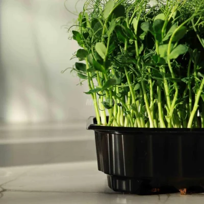 Χαμηλή Γλάστρα Καλλιέργειας- 10 x 12 εκ. με microgreens