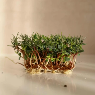 Microgreens Λούπινο microgreens καλλιεργημένα από σπόρους της MP Seeds.