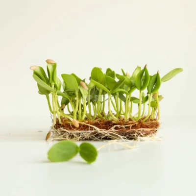 Πεπόνι microgreens καλλιεργημένα από MP Seeds σπόρους.
