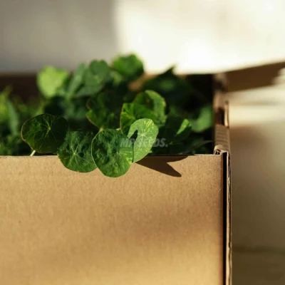 Κιβώτιο Μεταφοράς για Microgreens - λεπτομέρεια