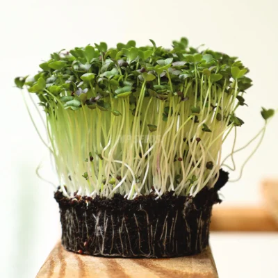 Mizuna, Πράσινη microgreens καλλιεργημένα από MP Seeds σπόρους - πλαϊνή όψη
