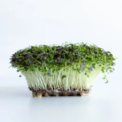 Mizuna κόκκινα frills microgreens καλλιεργημένα από σπόρους της MP Seeds.