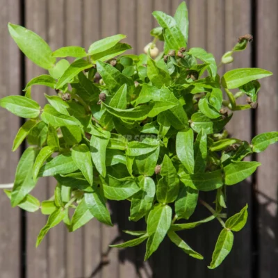 Φασόλι, Ροβίτσα Microgreens 