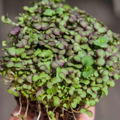 Μουστάρδα Κόκκινη Red Giant microgreens καλλιεργημένα από MP Seeds σπόρους - λήψη από πάνω