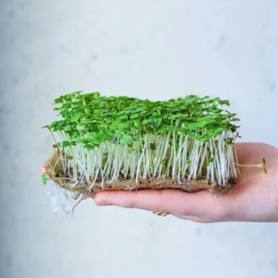 Microgreens μουστάρδας wasabi έτοιμα για συγκομιδή