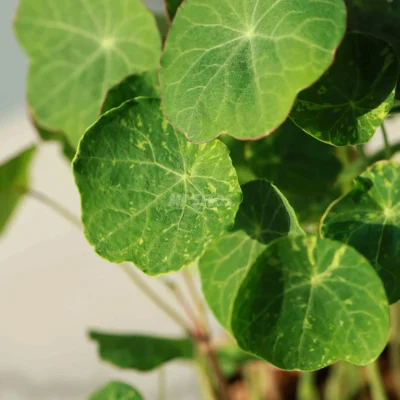 Καπουτσίνο, Tom Thumb Alaska microgreens φύλλα