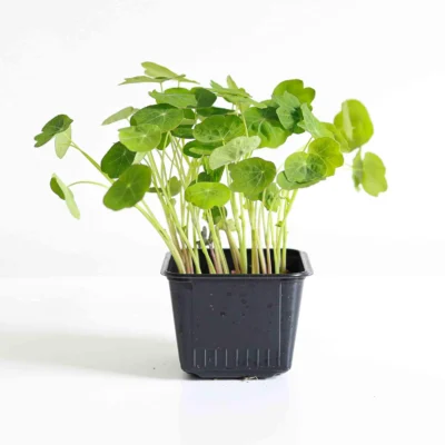 Καπουτσίνο (Nasturtium), Tom Thumb microgreens σε γλάστρα