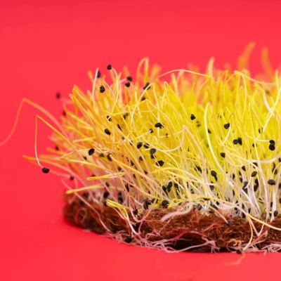 Κρεμμύδι Barbra  microgreens καλλιεργημένα από τους δικούς μας σπόρους