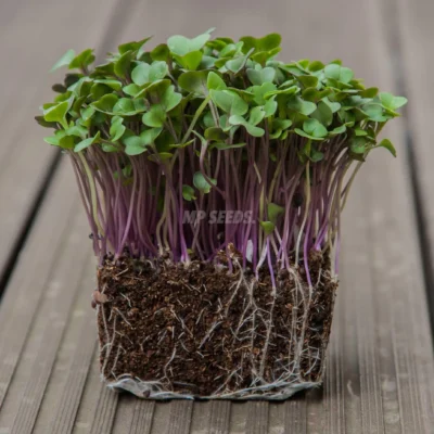 ΒΙΟ Γογγύλι Κόκκινο microgreens καλλιεργημένα από MP Seeds σπόρους - πλαϊνή λήψη.
