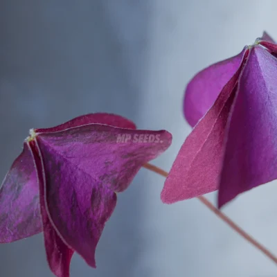 Βρώσιμα Φύλλα Οξαλίδας Triangularis Mijke