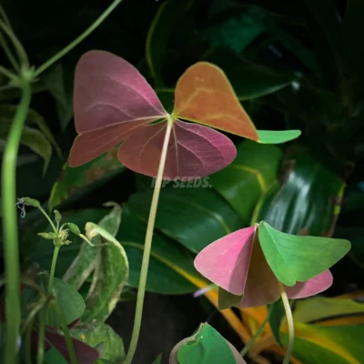 Οξάλιδα, Triangularis Sanne Βολβοί