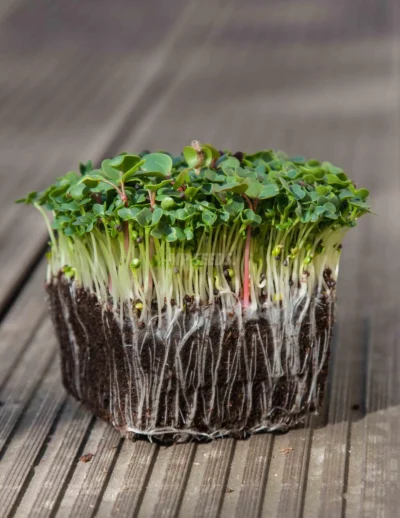 Microgreens Pak Choi με λευκό μίσχο από σπόρους της MP SEEDS