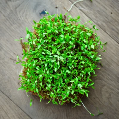 Μαϊντανός, Σγουρός microgreens καλλιεργημένα από MP Seeds σπόρους 