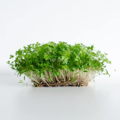 Φρέσκα microgreens μαϊντανού καλλιεργημένα από σπόρους MP SEEDS μαϊντανού.