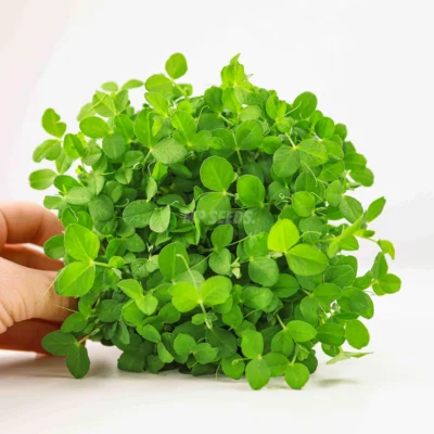 Μπιζέλι Dunn microgreens καλλιεργημένα από MP Seeds σπόρους -άνω λήψη.