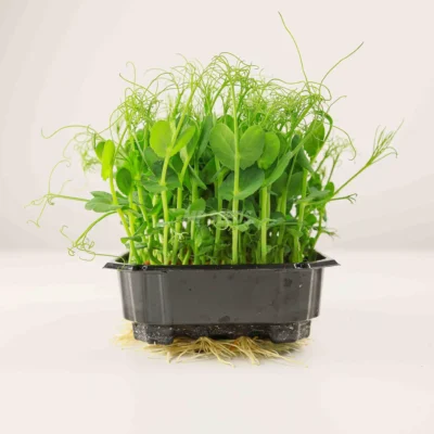Μπιζέλι Frilly microgreens καλλιεργημένα από σπόρους MP Seeds.