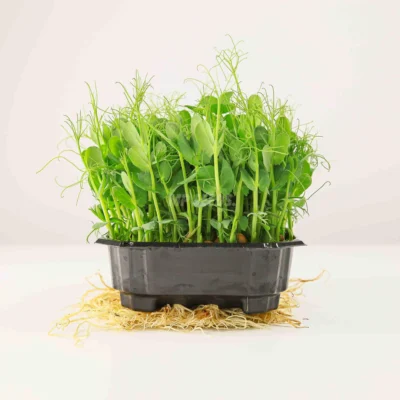 Μπιζέλι 'Taiga' microgreens καλλιεργημένο από MP Seeds σπόρους.
