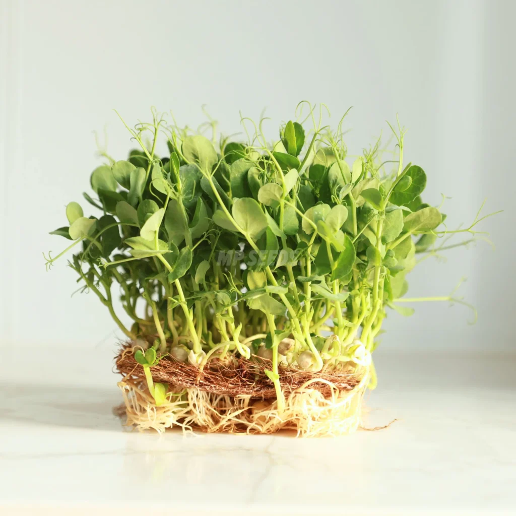 Pea White microgreens