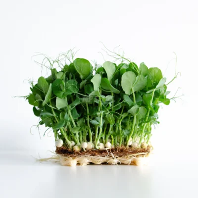 Microgreens λευκού αρακά με λευκούς σπόρους και πράσινους βλαστούς.