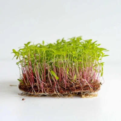 Microgreens Κατιφέ Peruvian Huacatay καλλιεργημένα από σπόρους της MP Seeds.