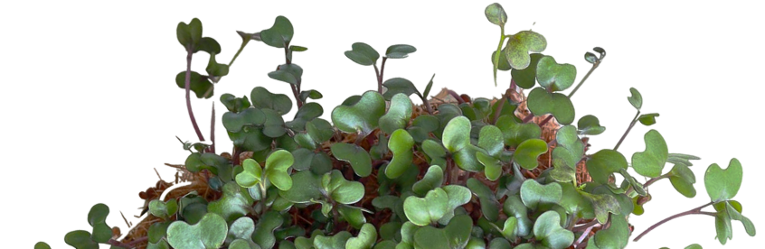 plantes