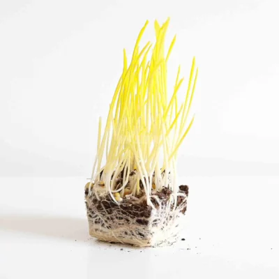 Καλαμπόκι microgreensμε κίτρινους βλαστούς καλλιεργημένα από σπόρους MP Seeds.