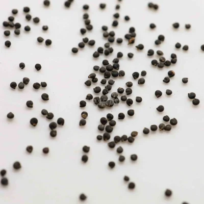 Γλιστρίδα σπόροι για microgreens.