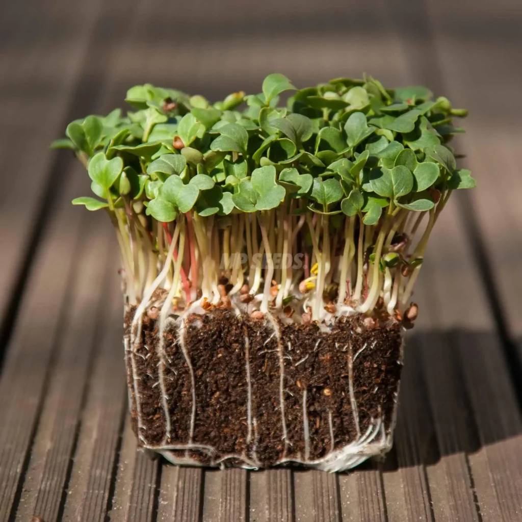  Ραπανάκι, Daikon Microgreens